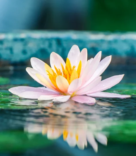 shamanic healing Nottinghamshire